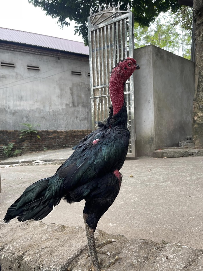 Cách phòng ngừa bệnh cho gà đá (2)